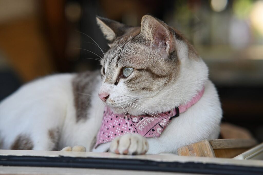 Gato sentado mostrando sus patas delanteras
