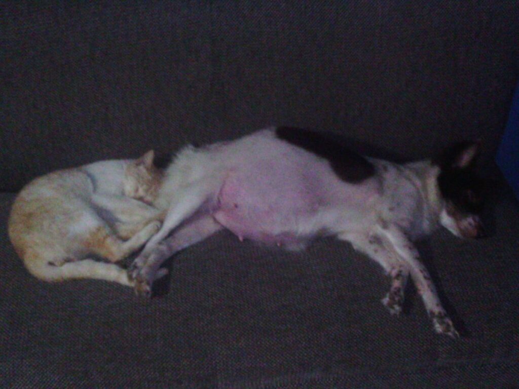 Perro y gato recostados uno junto al otro