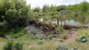 Dique construido por castores en un río rodeado de árboles muertos