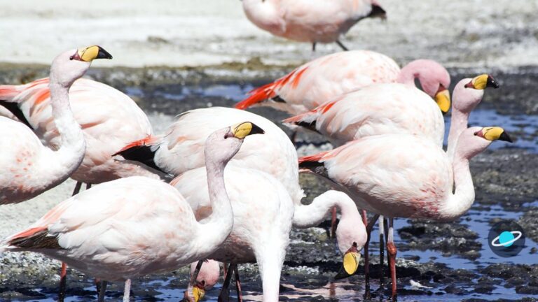 ¿Por qué los flamencos son rosados?
