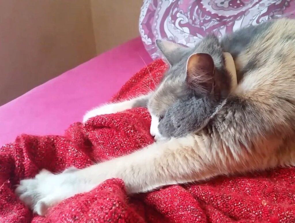 Gato atigrado amasando una manta con las patas delanteras