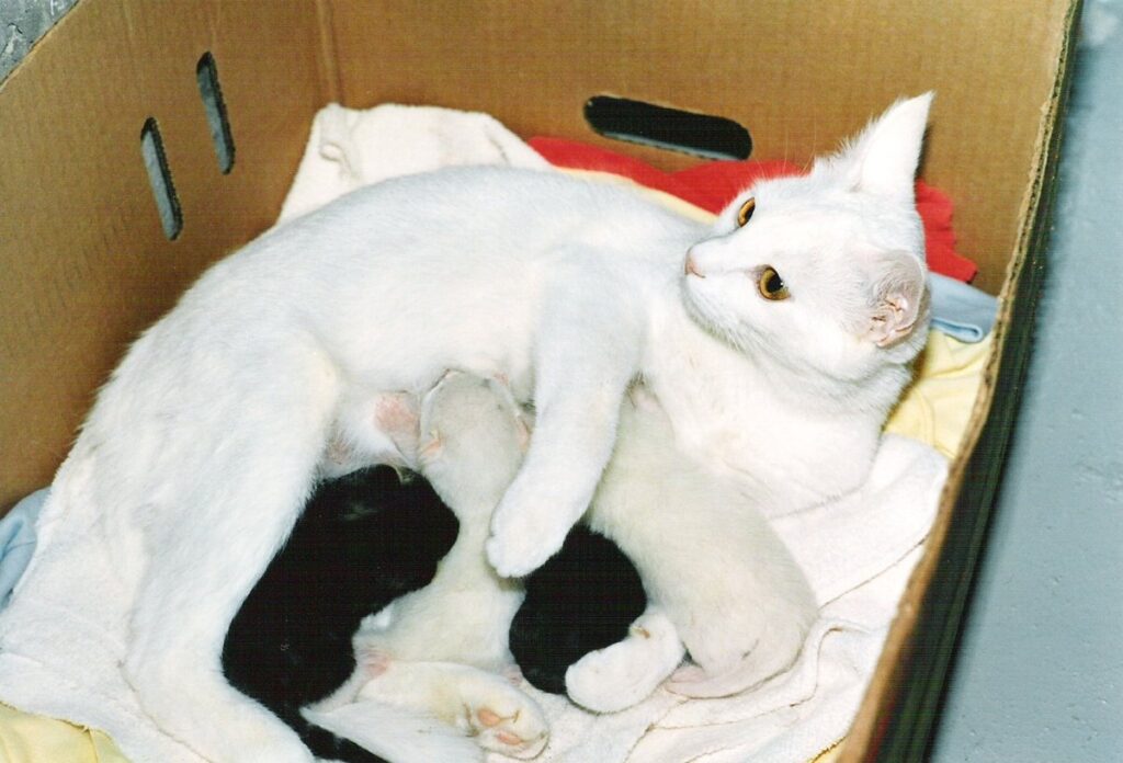 Gatitos mamando de su madre tumbada de lado