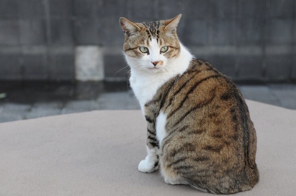 Gato negro de ojos amarillos mirando a la cámara