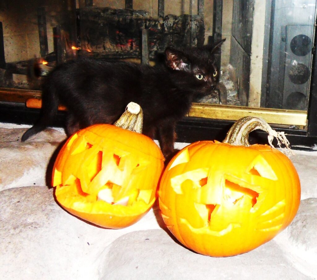 Gatito negro junto a una calabaza