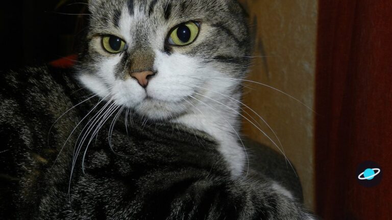¿Por qué los gatos negros tienen mala fama? Superstición y realidad