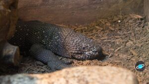 Lagarto escorpión de Guatemala con su piel de escamas negras y amarillas