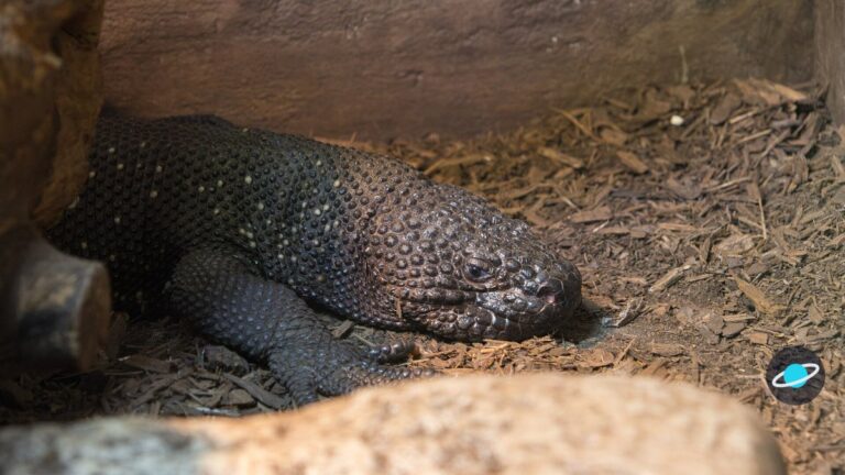 Guatemala logra criar al lagarto escorpión, de un linaje que convivió con dinosaurios