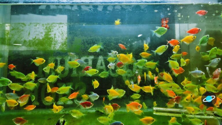 ¿Los peces duermen? Lo que se sabe de su descanso