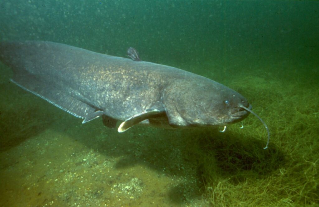 Siluro de gran tamaño con barbillones largos junto a la boca